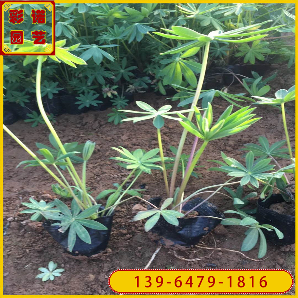 羽扇豆营养杯苗批发 山东鲁冰花小花苗 鲁冰花绿化植物供应 