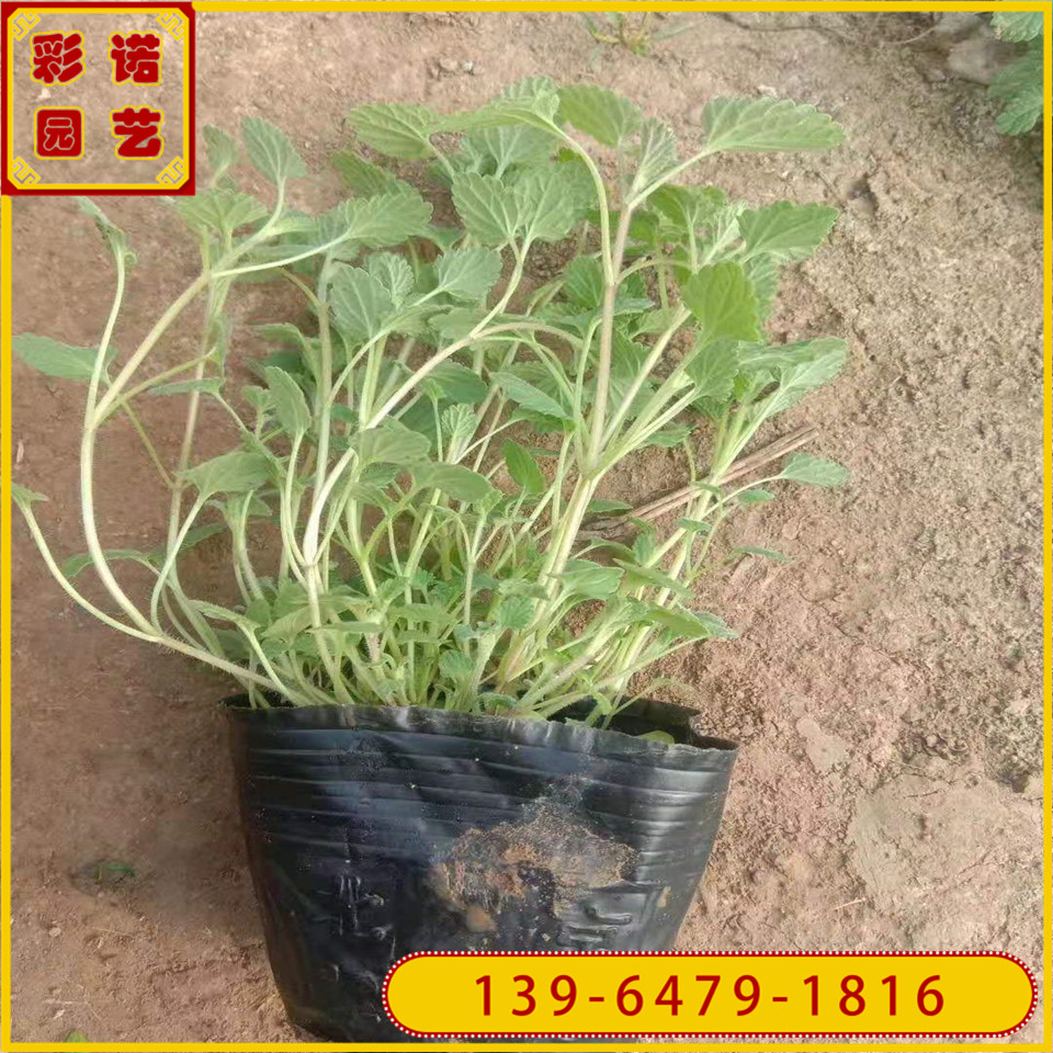 批发荆芥杯苗植物 青叶荆芥小苗 山东货源量大价优 