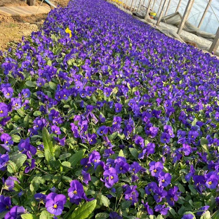 组摆草花角堇 耐寒草花角堇价格
