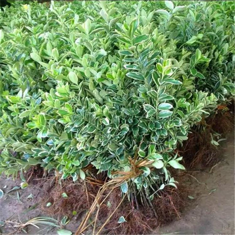 万亩花田 金边黄杨供应商   耐干旱