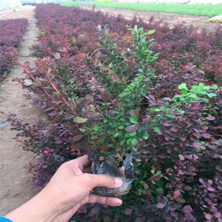 分枝多红叶小檗树 红叶小檗报价  果熟后艳红美丽