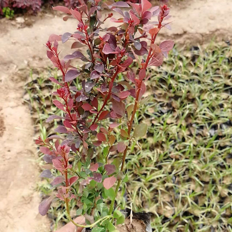分枝多红叶小檗树 红叶小檗价格  花呈黄色