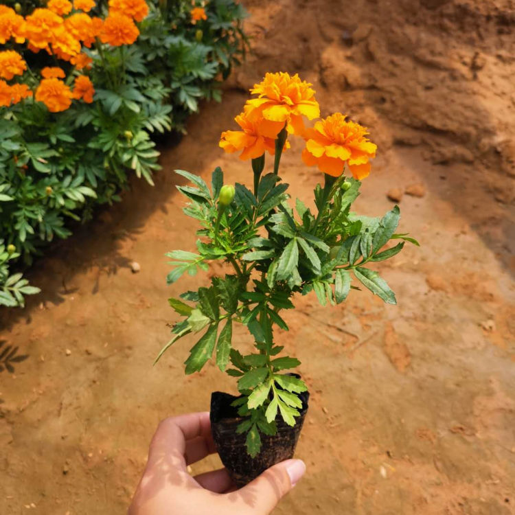 万亩花田  青州孔雀草  庭园栽培草花