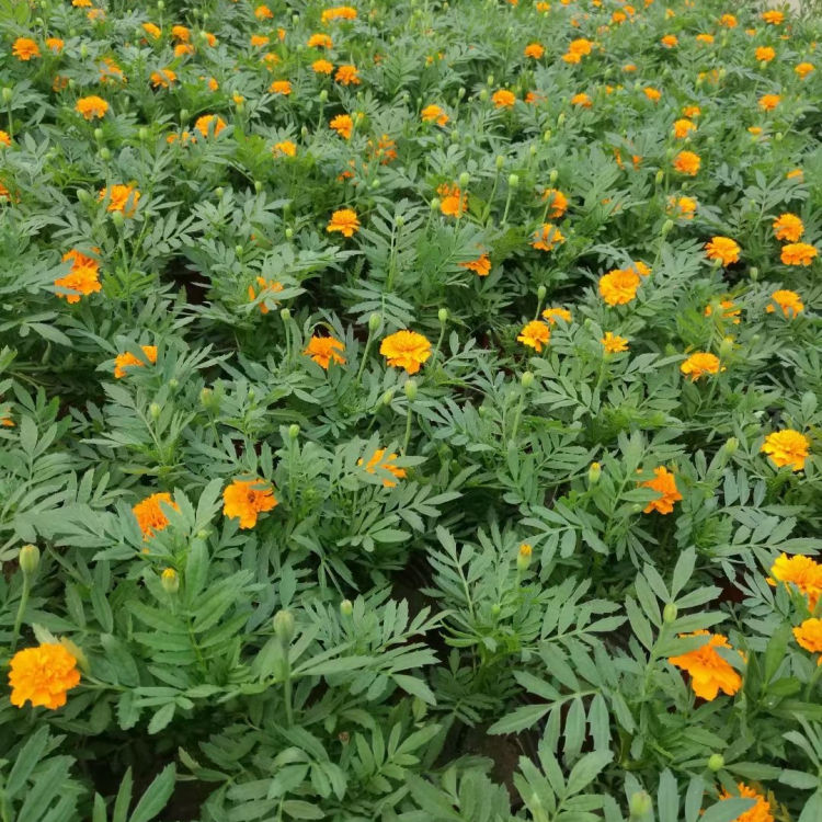 万亩花田  孔雀草  庭园栽培草花