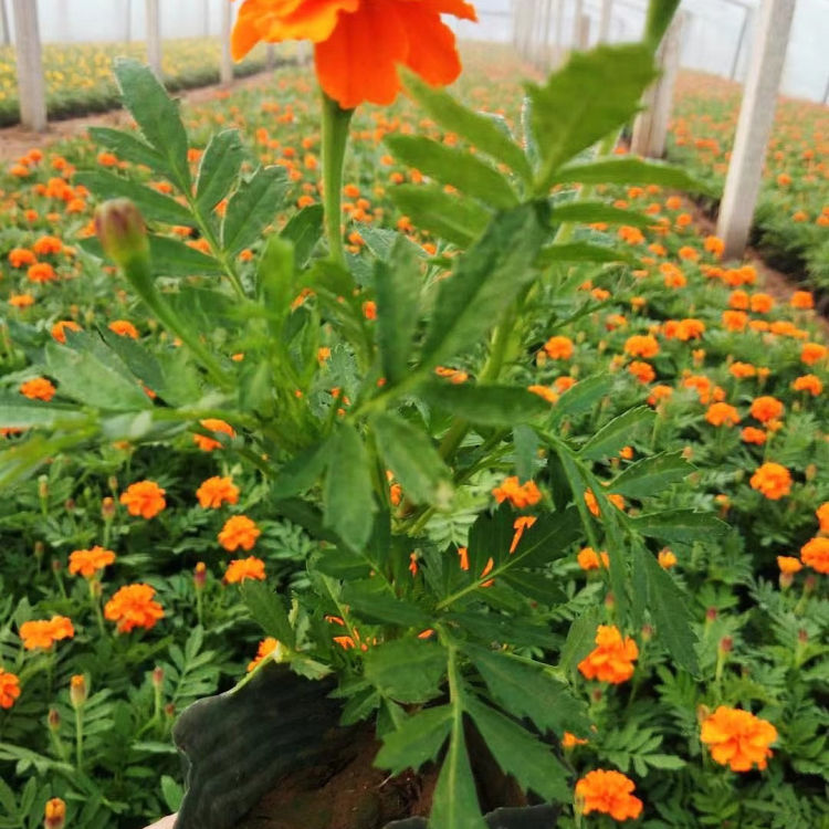 万亩花田  青州孔雀草  花色丰富醒目