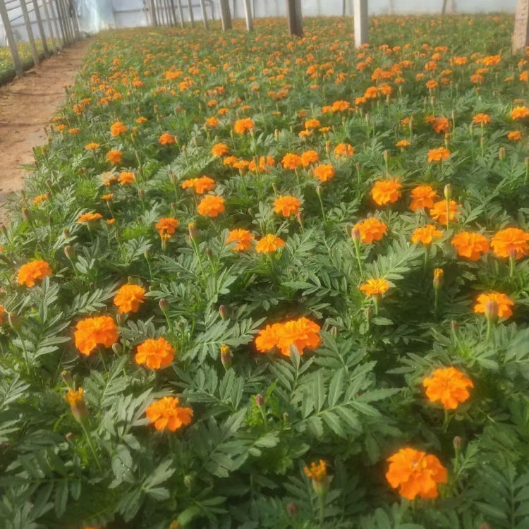 万亩花田  孔雀草苗  适应能力好