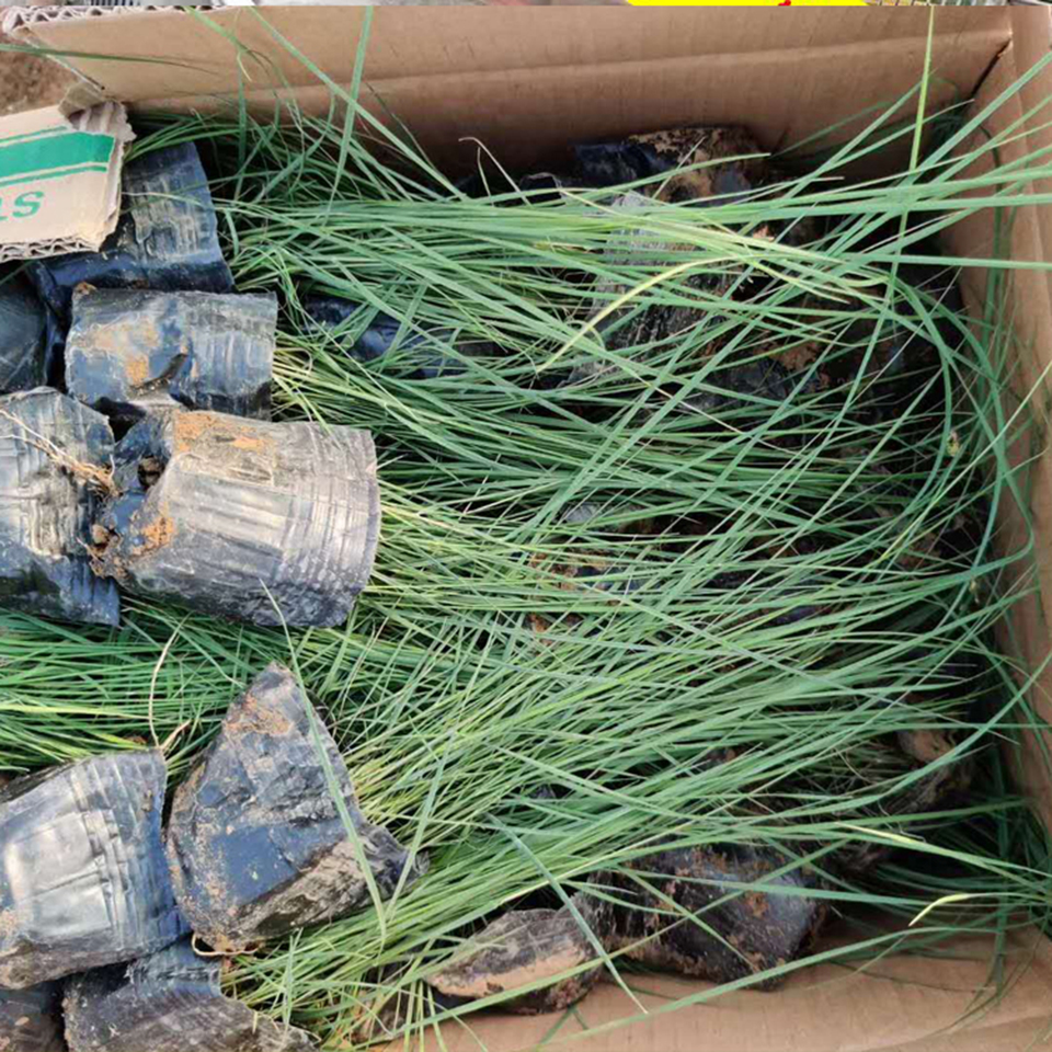 批发出售粉黛乱子草  花海用粉黛乱子草  株高可达30-90厘米