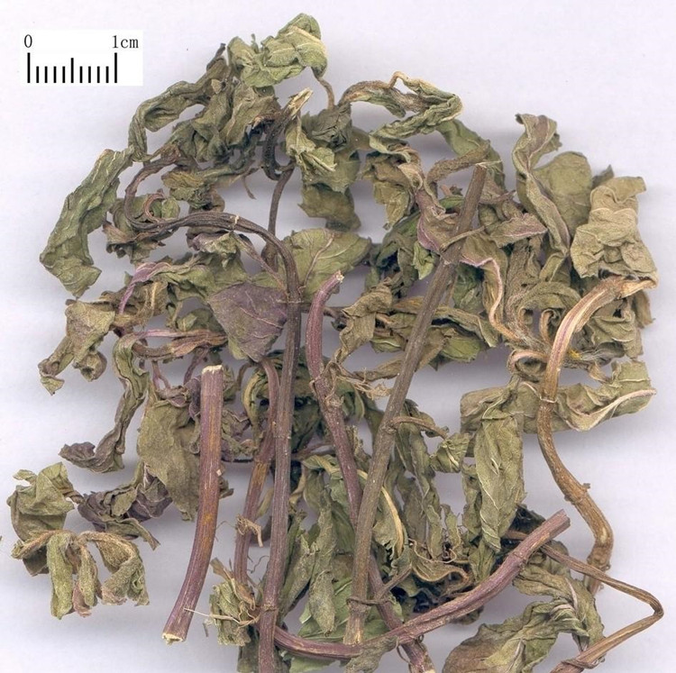 薄荷批发 中药材信息网 中药材批发 中药材购销