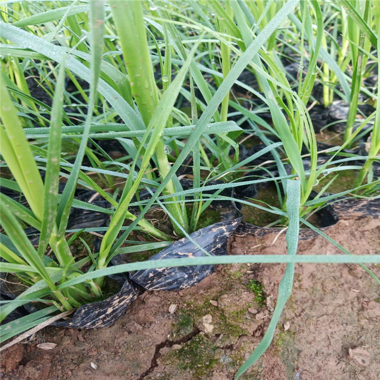 矮蒲苇种植批发 吉林矮蒲苇基地 江瑞