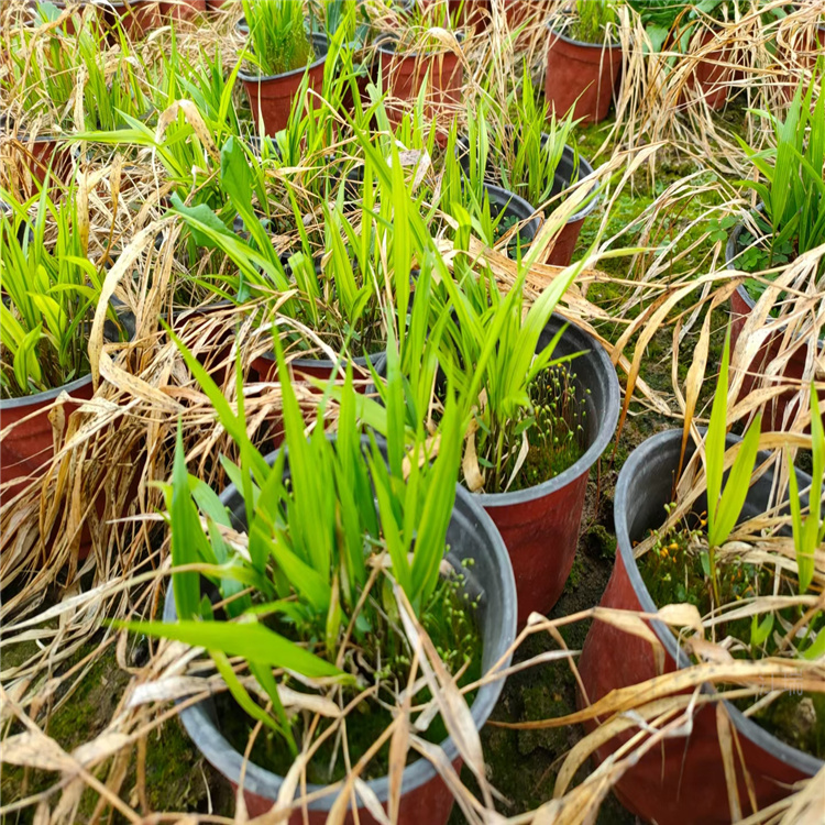 箱根草出售 山东箱根草种植基地 江瑞园艺