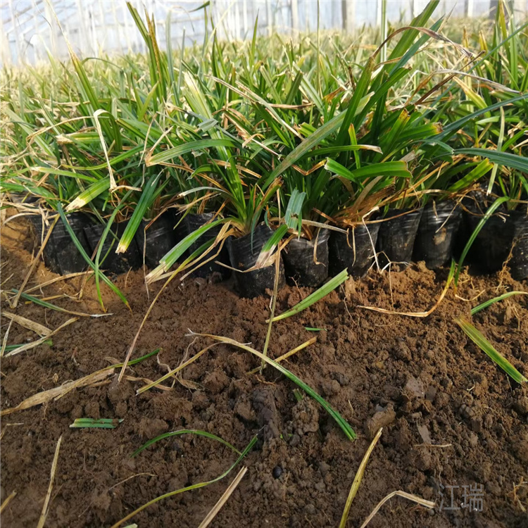 内蒙古涝峪苔草批发 多芽涝峪苔草价格 江瑞观赏草种植基地