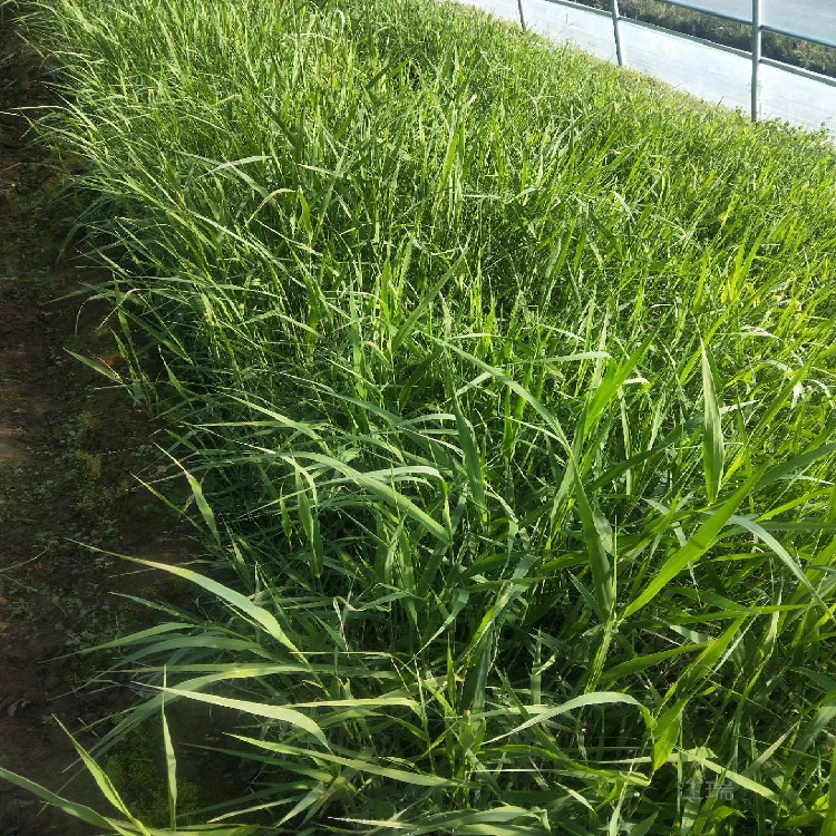 水体绿化芦苇供应 绿化芦苇基地批发 江瑞园艺