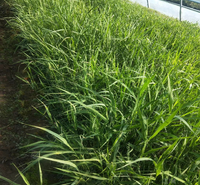 水体绿化芦苇供应 绿化芦苇基地批发 江瑞园艺