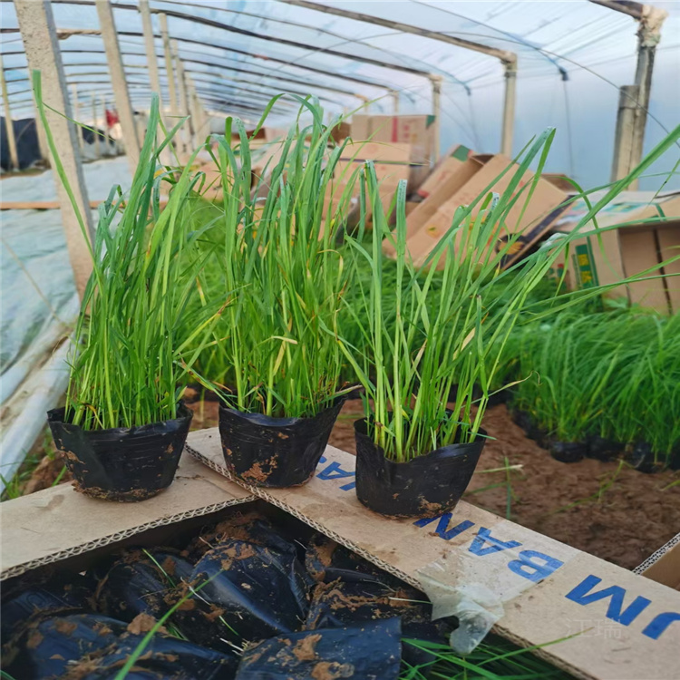 新疆青绿苔草价格 四季常绿青绿苔草供应 江瑞观赏草基地