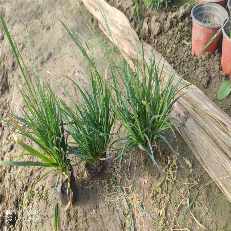 江瑞常年低价出售涝峪苔草 青海涝峪苔草批发 涝峪苔草种子