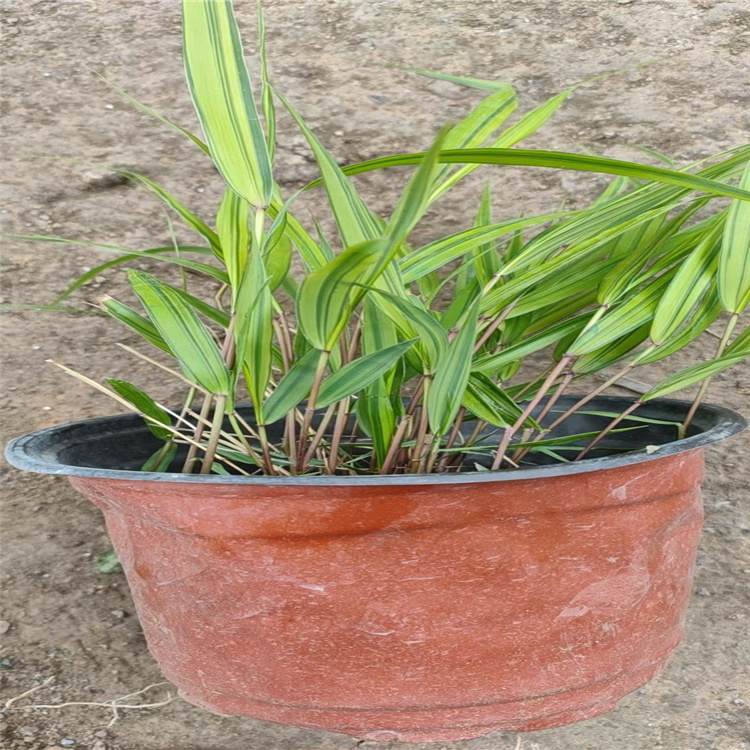 护坡绿化箱根草基地 箱根草种子 北京箱根草种植批发