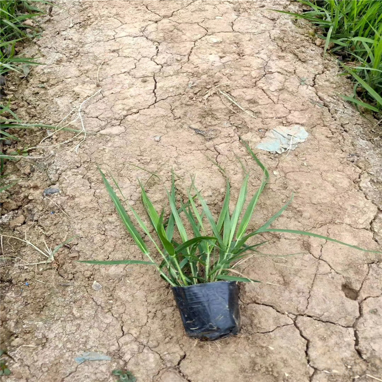北京须芒草出售 护坡绿化须芒草供应 江瑞观赏草基地