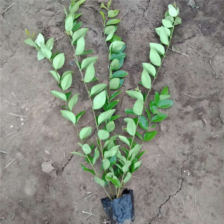 青泰  园林绿化女贞小苗  植株强健