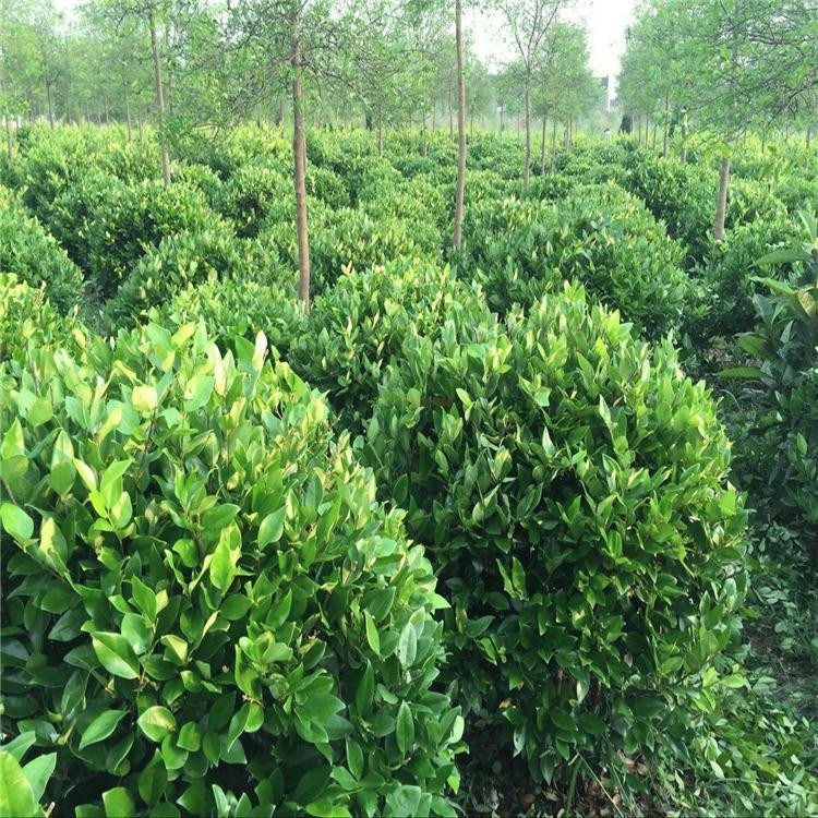 青泰  潍坊金叶女贞供应商,  植株强健