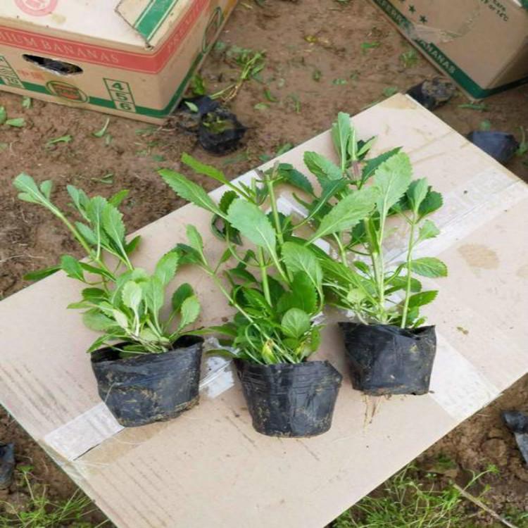 青泰  四季马鞭草种植基地  马鞭草营养杯