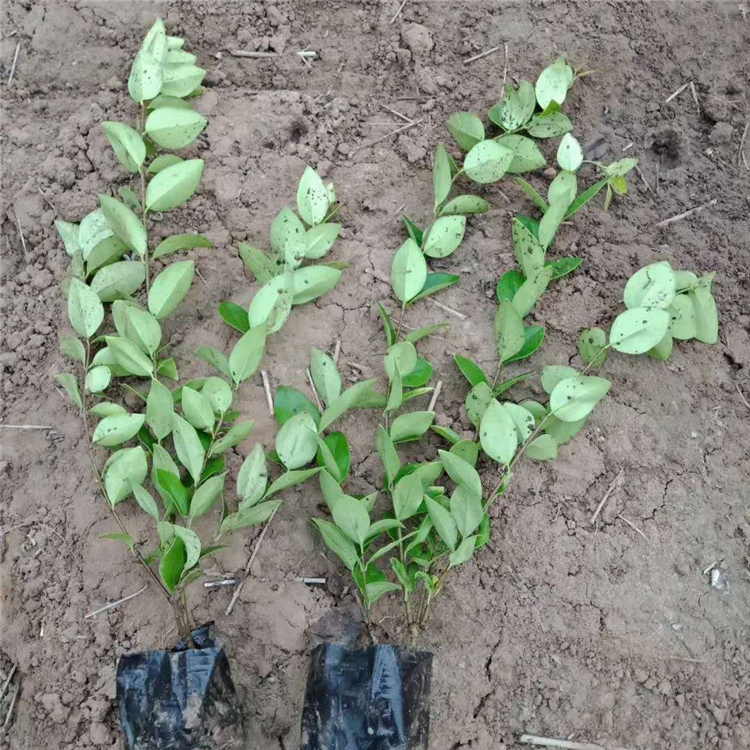 青泰  潍坊金叶女贞供应商,  植株繁茂