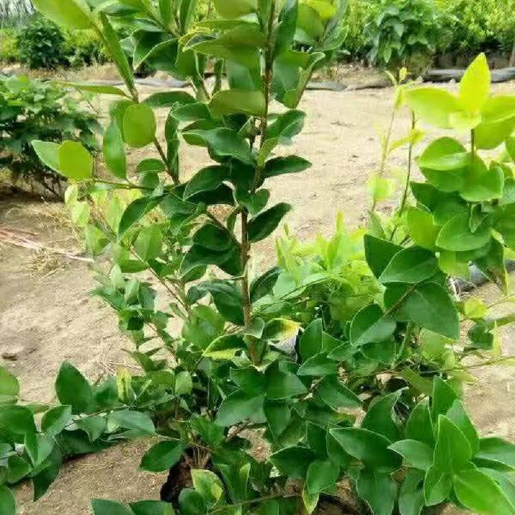 青泰  厅堂摆放用金叶女贞盆栽  植株强健