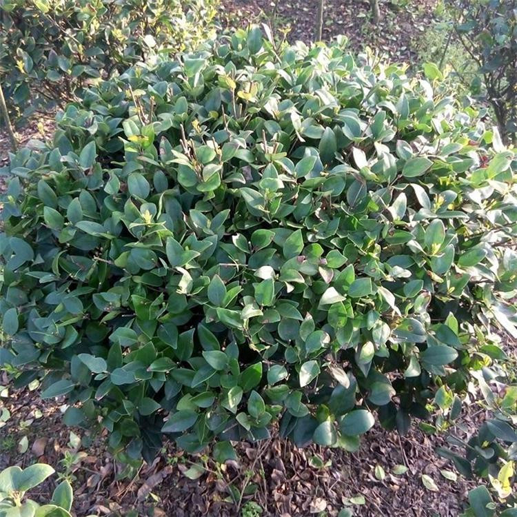 青泰  青州金叶女贞  量大从优