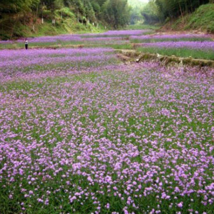 青泰  柳叶马鞭草批发商  全年开花，花期长