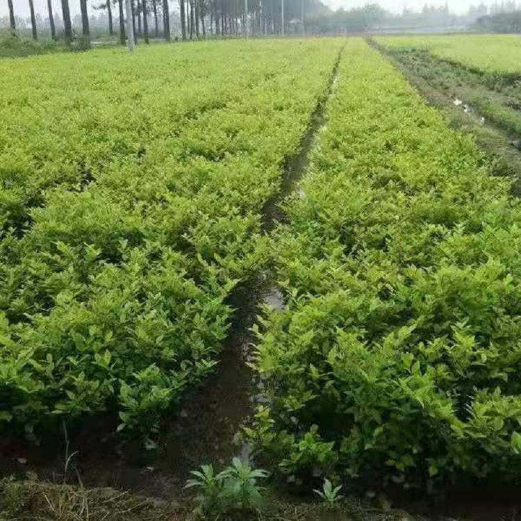 青泰  道路绿篱金叶女贞栽种  植株强健