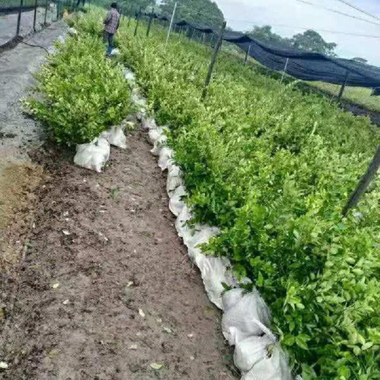 青泰  山东金叶女贞基地,  植株繁茂