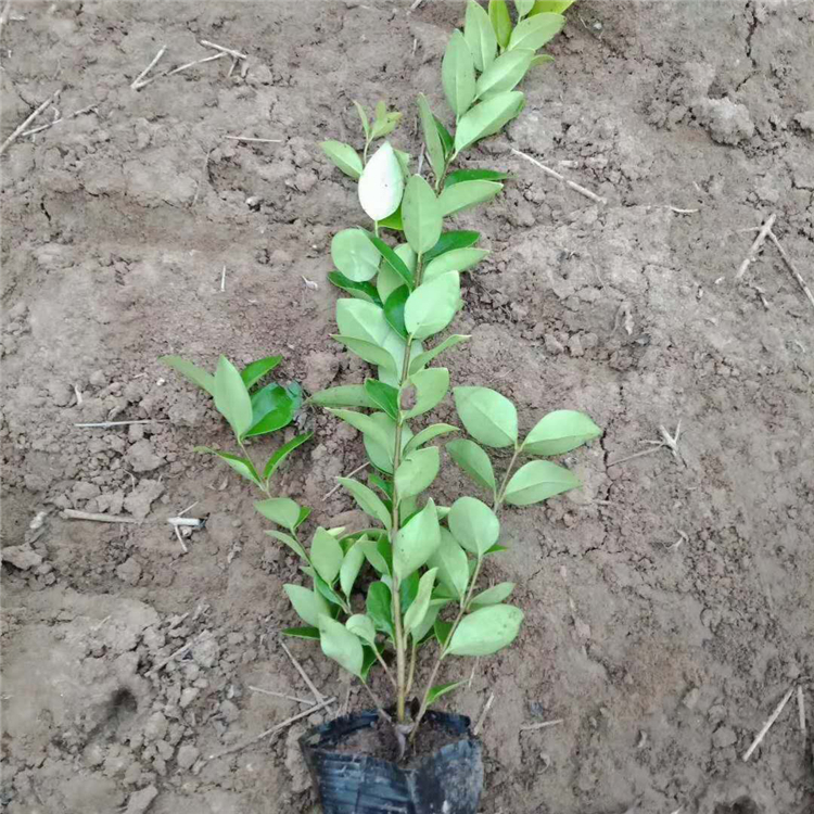园林绿化女贞小苗   金叶女贞小苗   植株强健