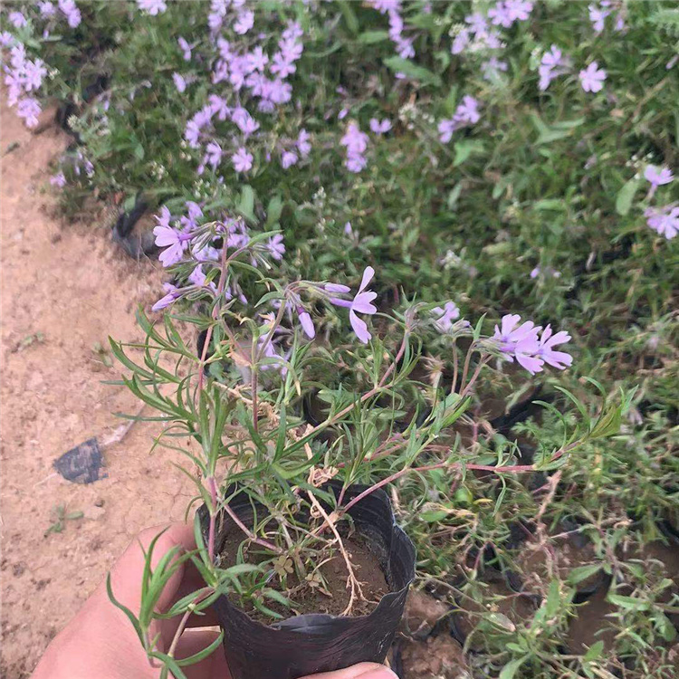 昌和  粉色福禄考  庭园美化