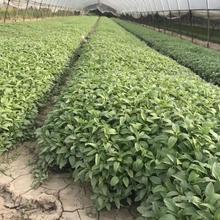 昌和  宿根鼠尾草价格  栽种于山坡、路旁、荫蔽草丛，水边及林荫下