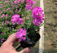 四季草花福禄考  针叶天蓝绣球  生命力好