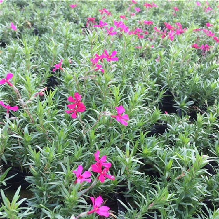 绿化工程用福禄考  芝樱花草坪  “会开花的草坪”