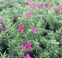 绿化工程用福禄考  芝樱花草坪  “会开花的草坪”