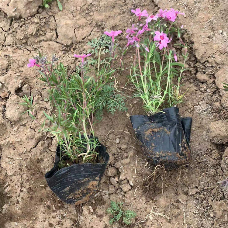 四季草花福禄考  芝樱花草坪  庭院绿化观赏