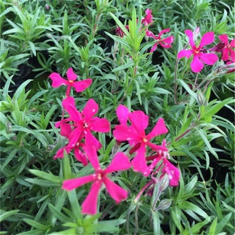 绿化植物丛生福禄考  芝樱花苗原产地  节水抗旱易管理