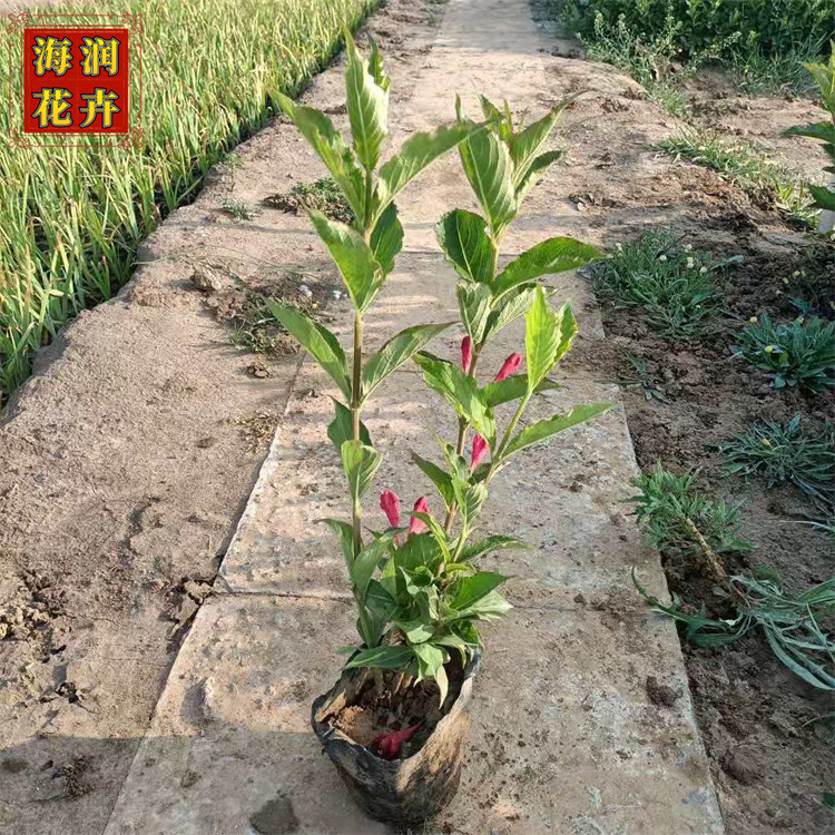 批发40公分高红王子锦带苗 绿化用红王子锦带小苗杯苗 海润花卉 现货供应