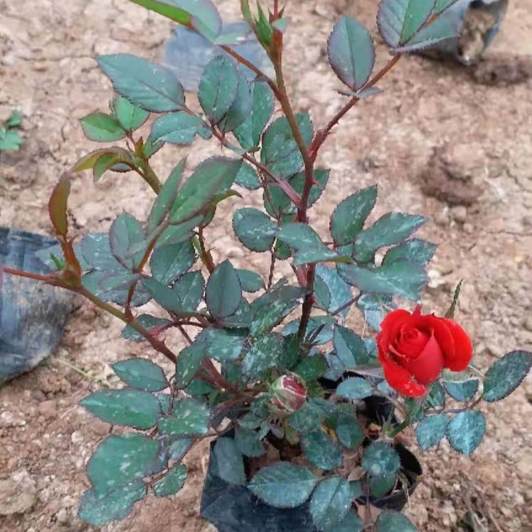 微型玫瑰 多花色微型玫瑰花苗批发 锦帆花卉苗木出售
