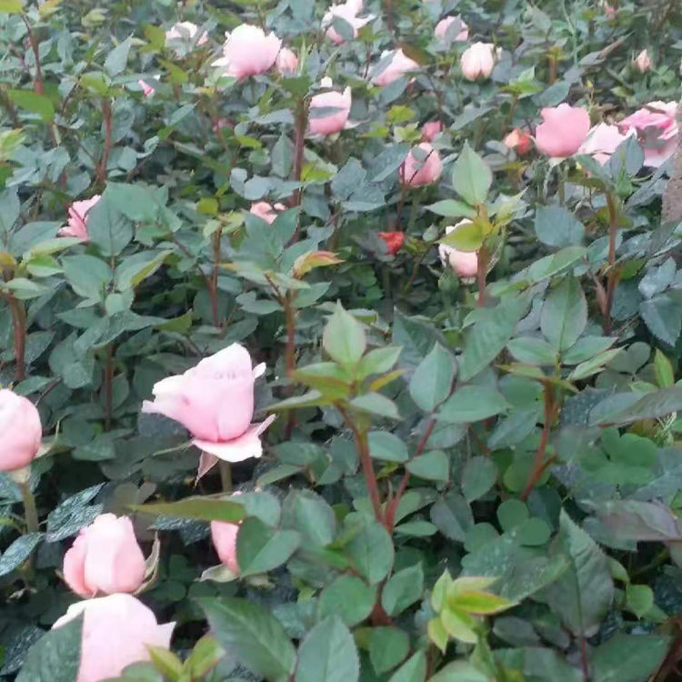 微型玫瑰种植基地 锦帆花卉苗木供应玫瑰小苗 量大价优