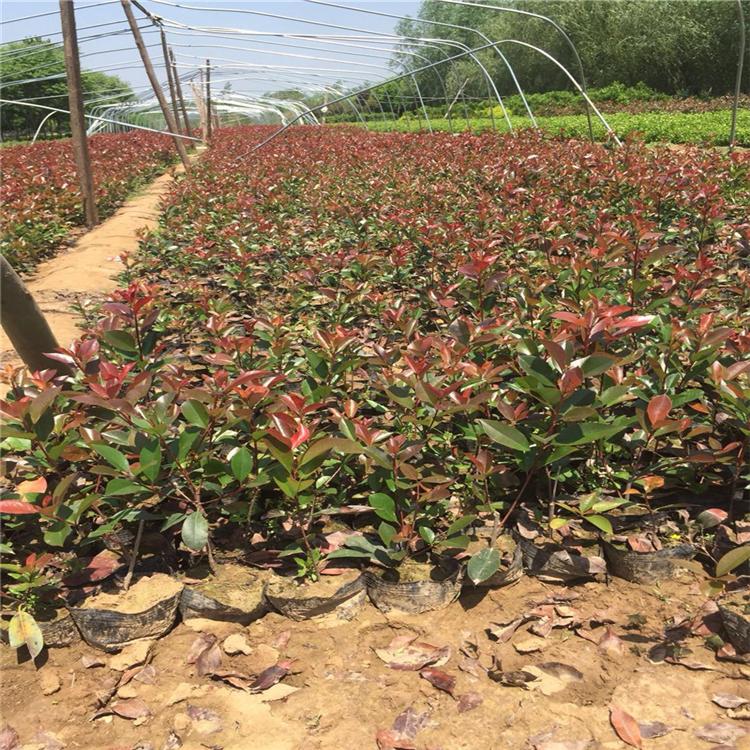 苗圃基地批发 青州红叶石楠价格 红叶石楠树苗