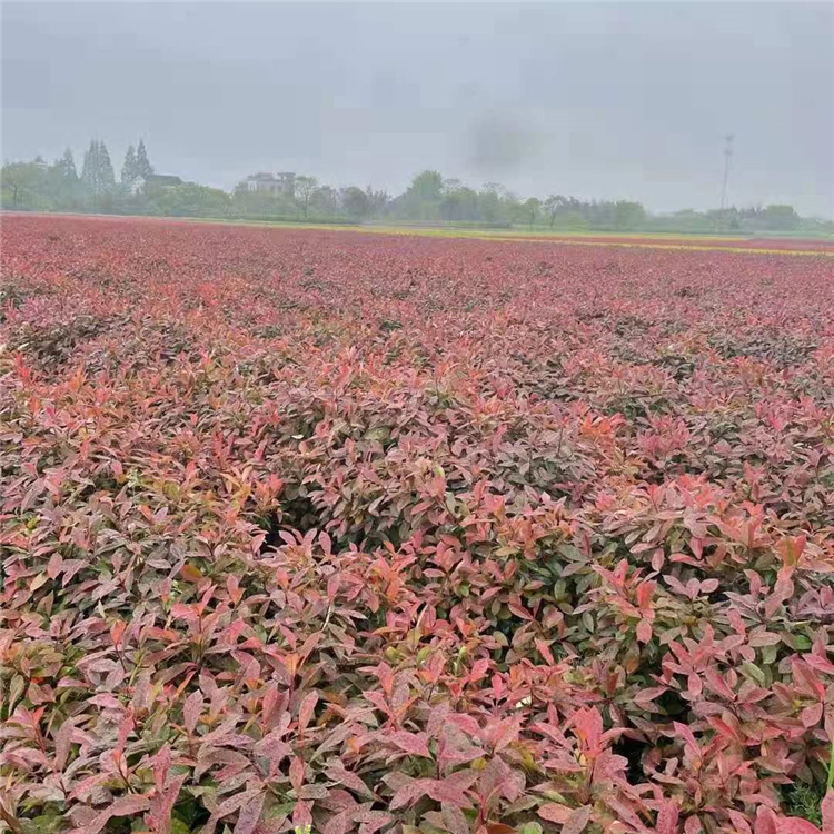苗圃基地批发 青州红叶石楠种植基地 红叶石楠