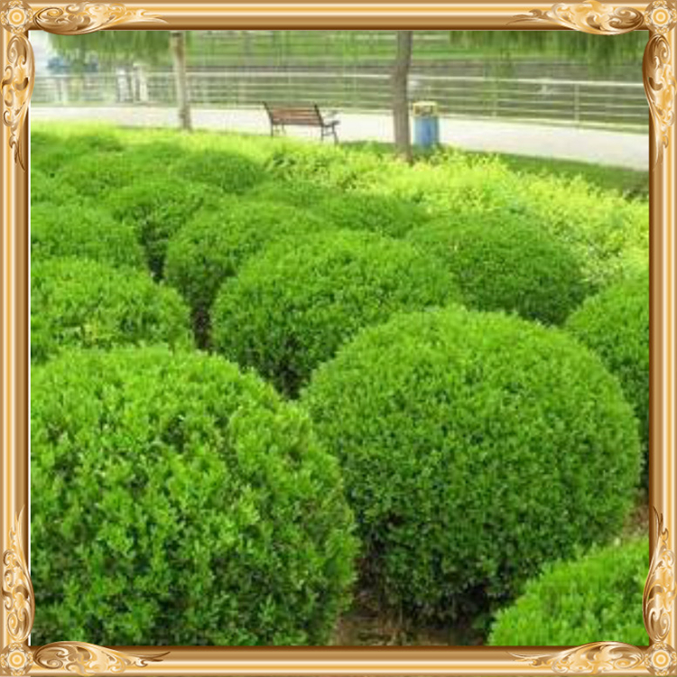 俊红  山东冬青行情  量大从优
