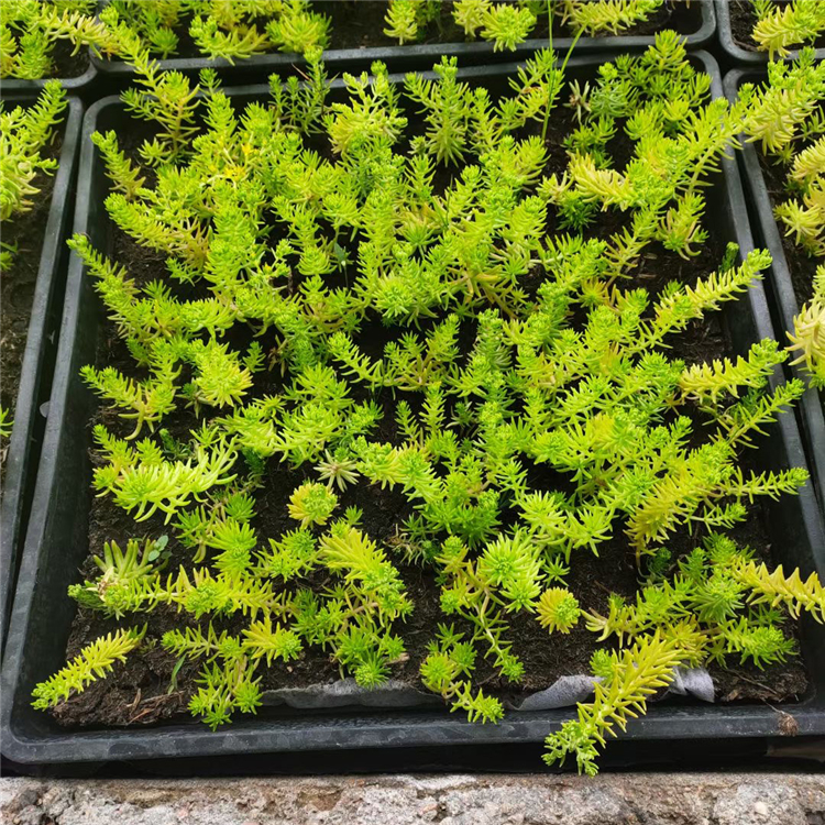 出售绿叶佛甲草   黄金佛甲草苗  佛甲草种植基地