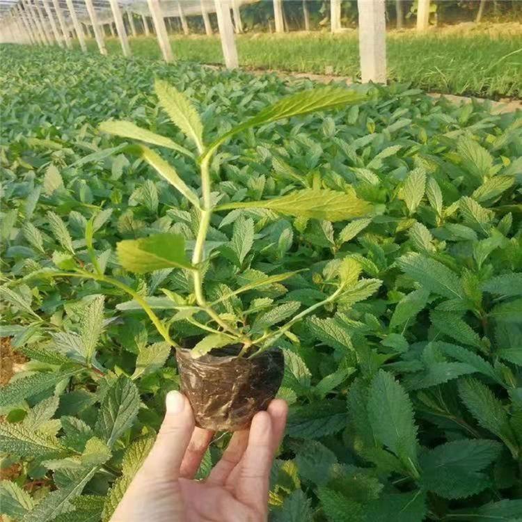 俊红  花海工程马鞭草  多年生直立草本植物