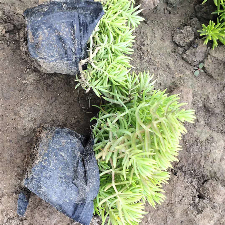 基地自产自销佛甲草   黄金条黄金草  地被佛甲草培育基地