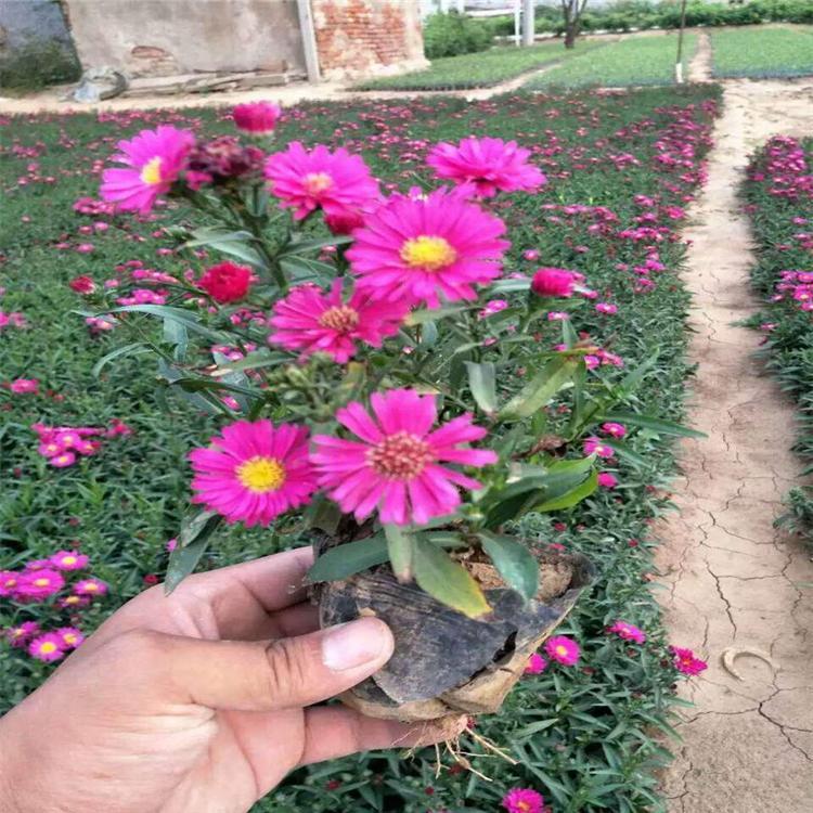麦田  荷兰菊行情  花坛点缀