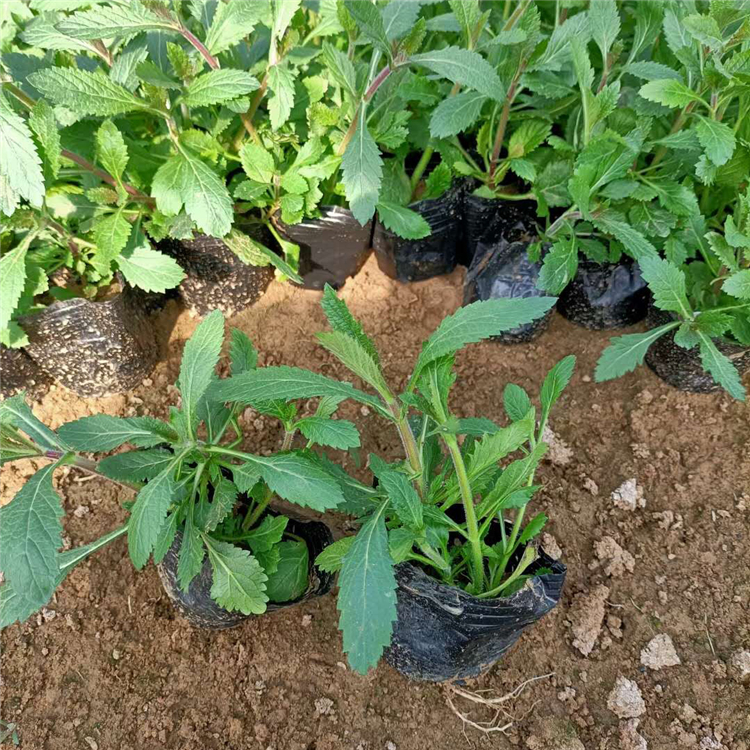 麦田  马鞭草种植基地  马鞭草供应