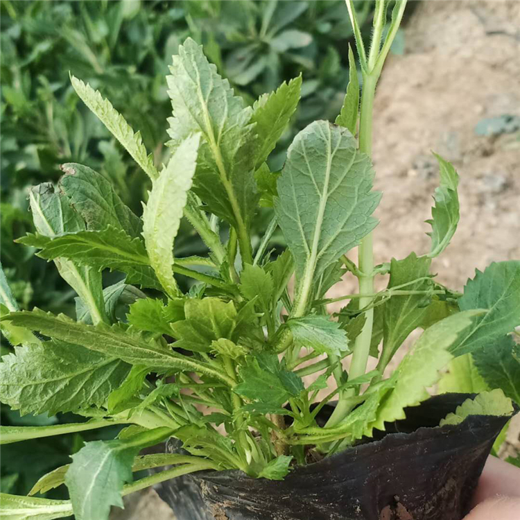 麦田  马鞭草种植基地  马鞭草